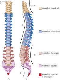 Risultati immagini per colonna vertebrale in eta evolutiva